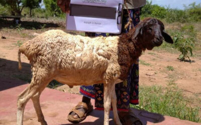 Aqiqah In Kenya 🐐