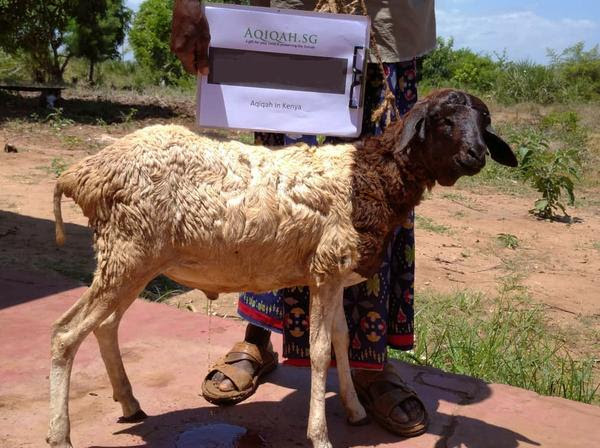 Aqiqah In Kenya 🐐