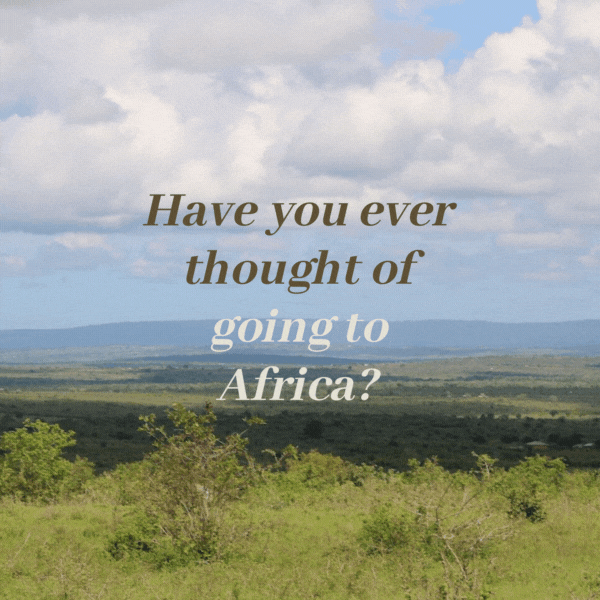 Have You Ever Thought Of Going To Africa? 🦁